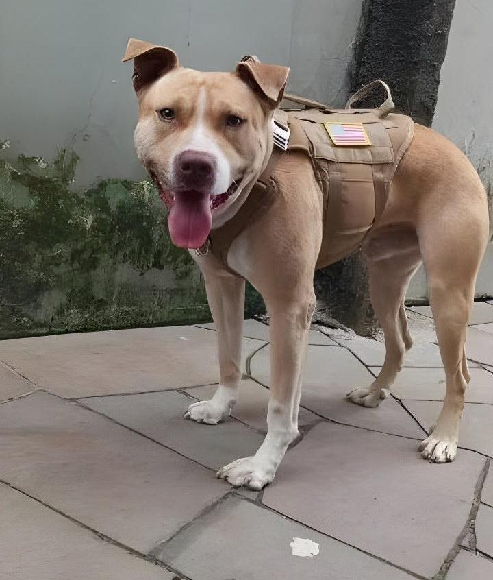 Tactical Dog Harness Military