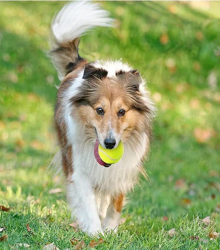 Tennis Ball Launcher for Dogs